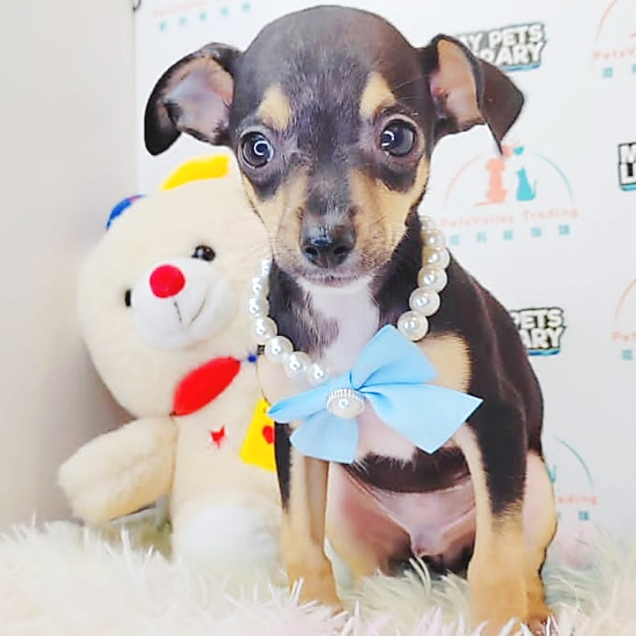 Pinscher Puppy (Male) For Sale