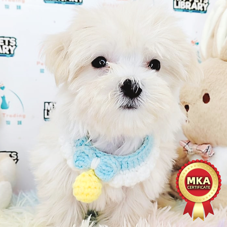 MKA Maltese Puppy (Male) For Sale