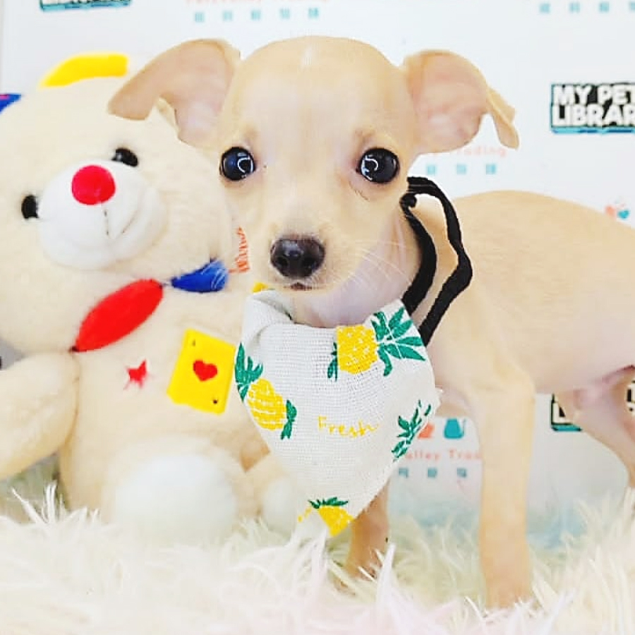 Shortcoat Chihuahua Puppy (Male) For Sale