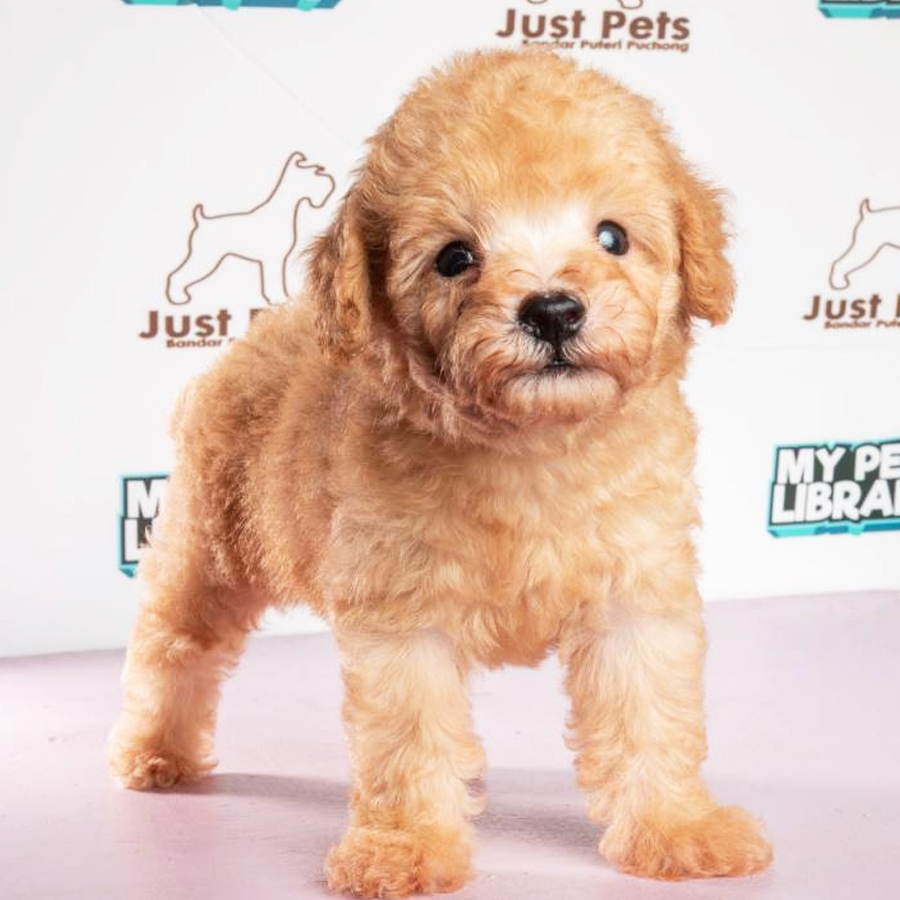 Toy Poodle Puppy (Female) For Sale