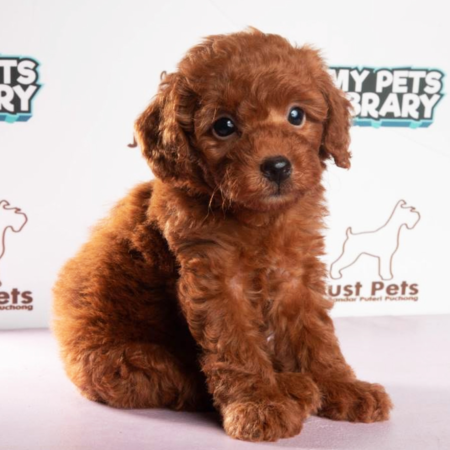 Toy Poodle Puppy (Female) For Sale