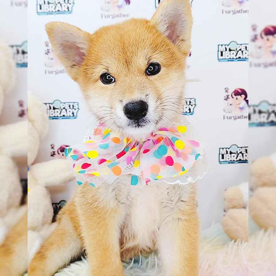 Shiba Inu Puppy (Female) For Sale