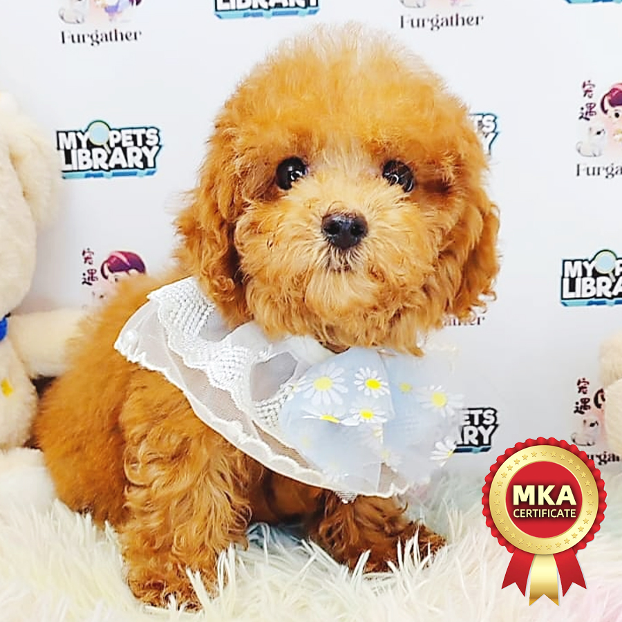 MKA Toy Poodle Puppy (Female) For Sale