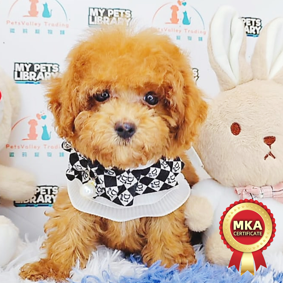 MKA Toy Poodle Puppy (Female) For Sale