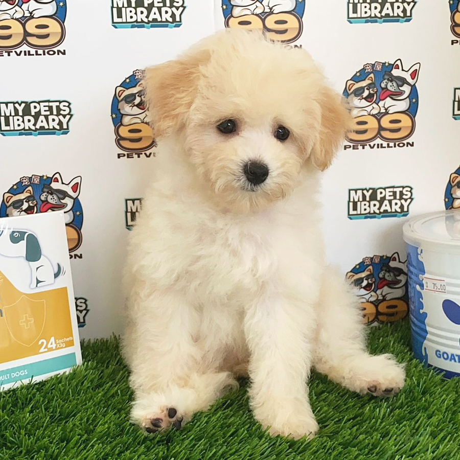 Toy Poodle Puppy (Female) For Sale