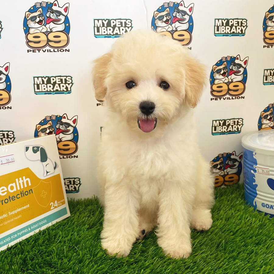 Toy Poodle Puppy (Female) For Sale