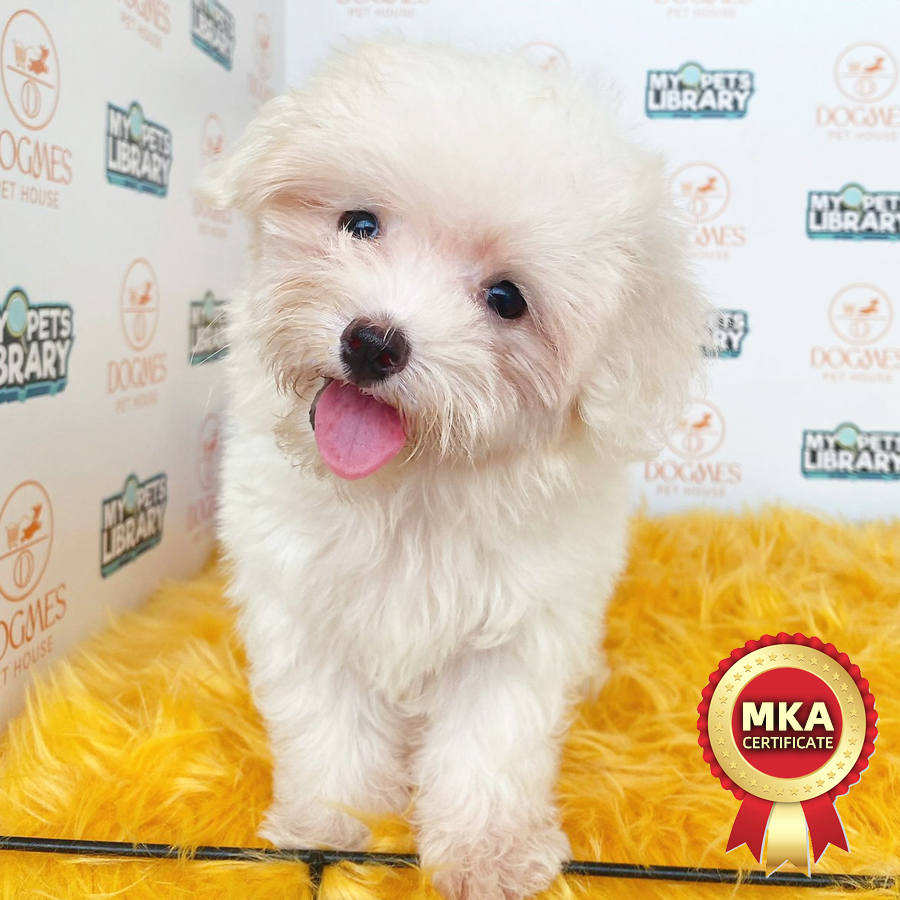 MKA Tiny Maltese Puppy (Male) For Sale