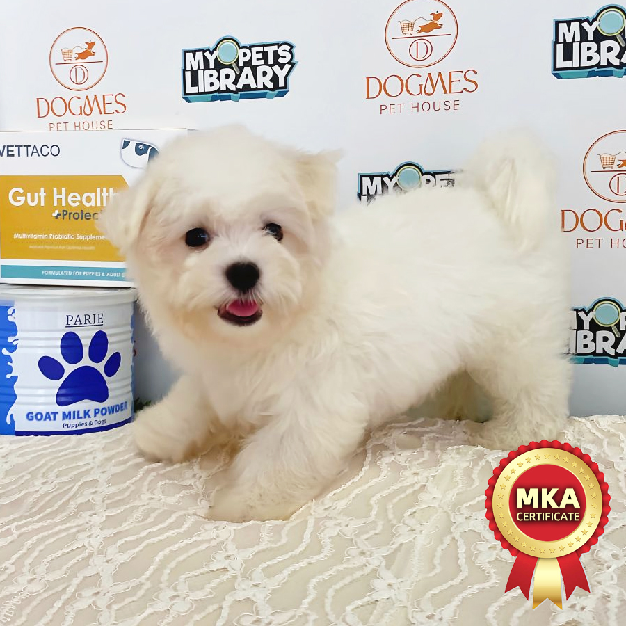 MKA Tiny Maltese Puppy (Male) For Sale
