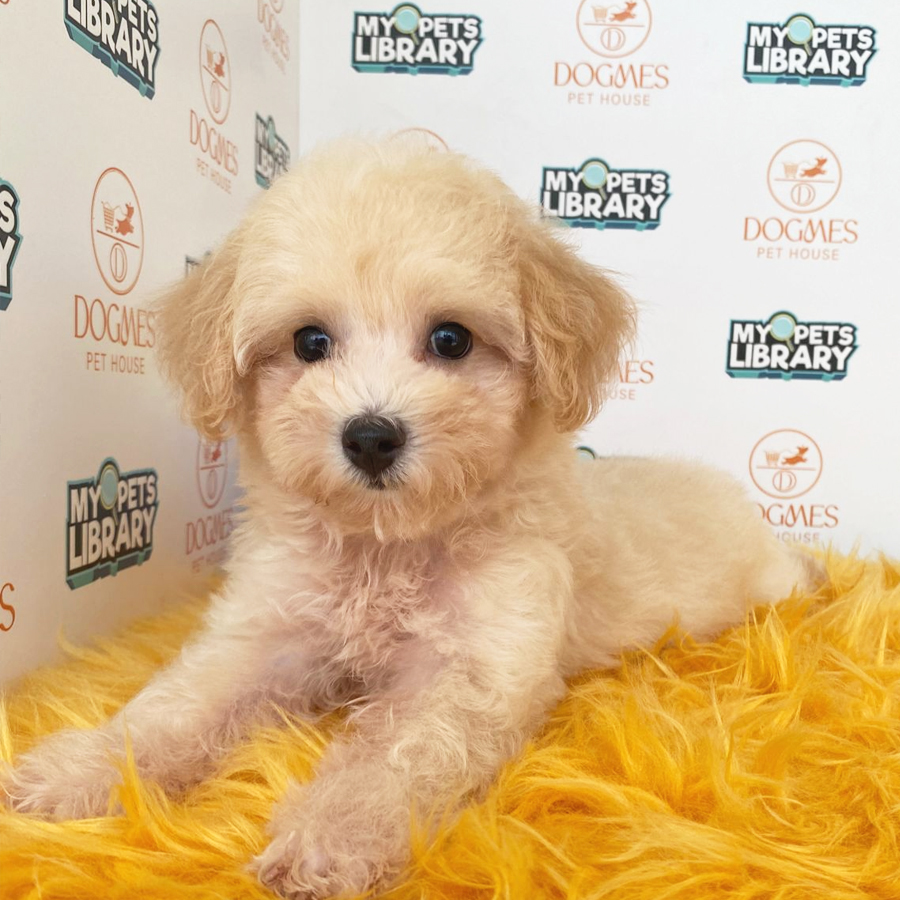 Toy Poodle Puppy (Female) For Sale