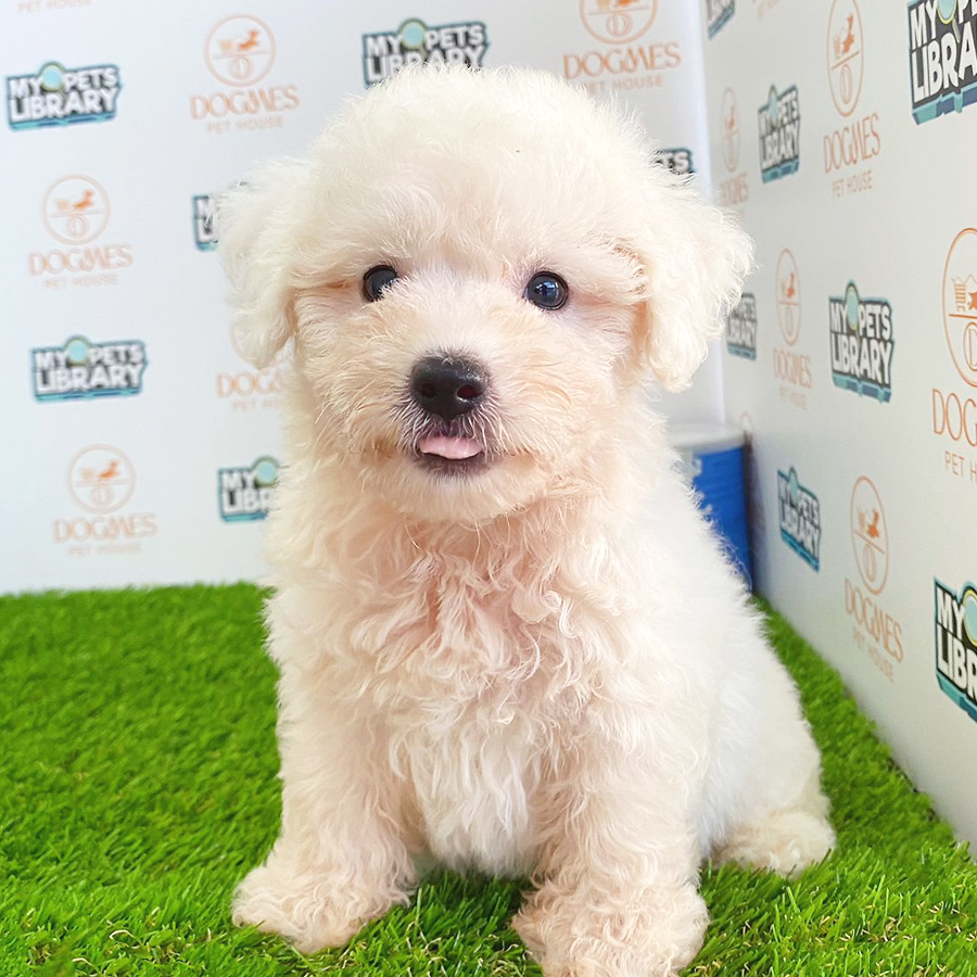 Toy Poodle Puppy (Female) For Sale