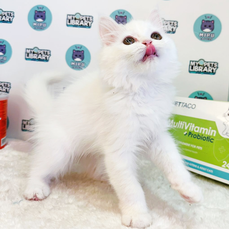 Turkish Angora Persian Kitten (Female) For Sale