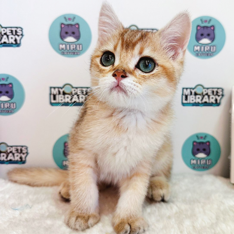 British Shorthair Kitten (Male) For Sale