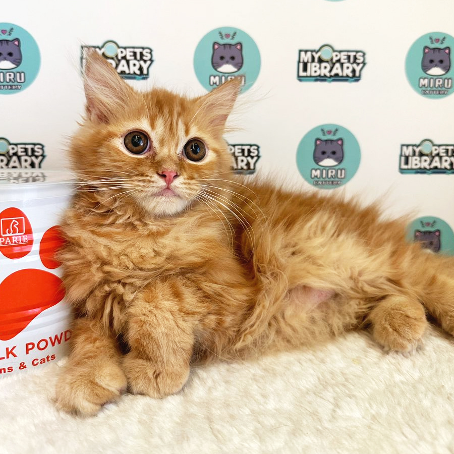 Persian Kitten (Female) For Sale