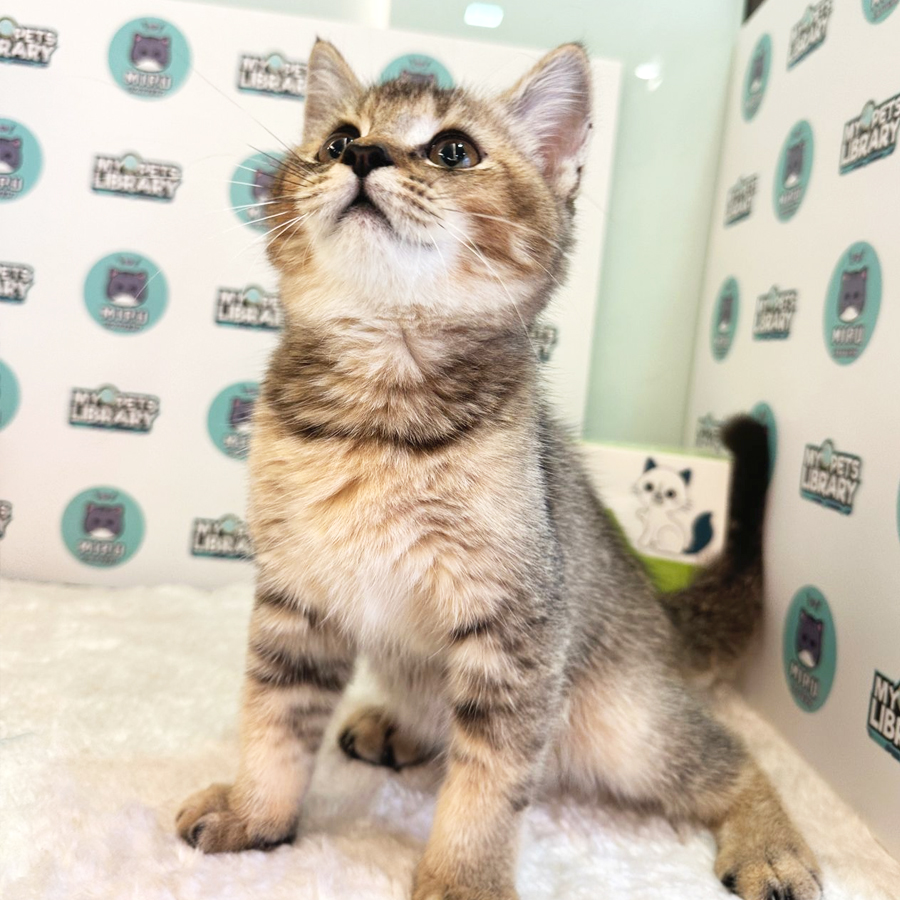 Munchkin Kitten (Female) For Sale
