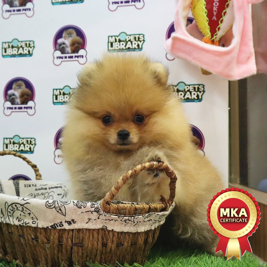 MKA Tiny Pomeranian Puppy (Male) For Sale