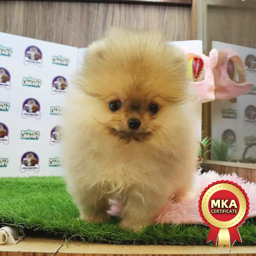 MKA Tiny Pomeranian Puppy (Female) For Sale