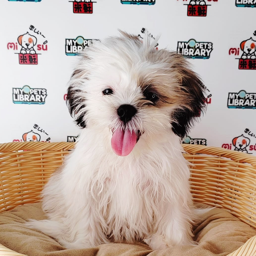 Shih Tzu Puppy (Female) For Sale