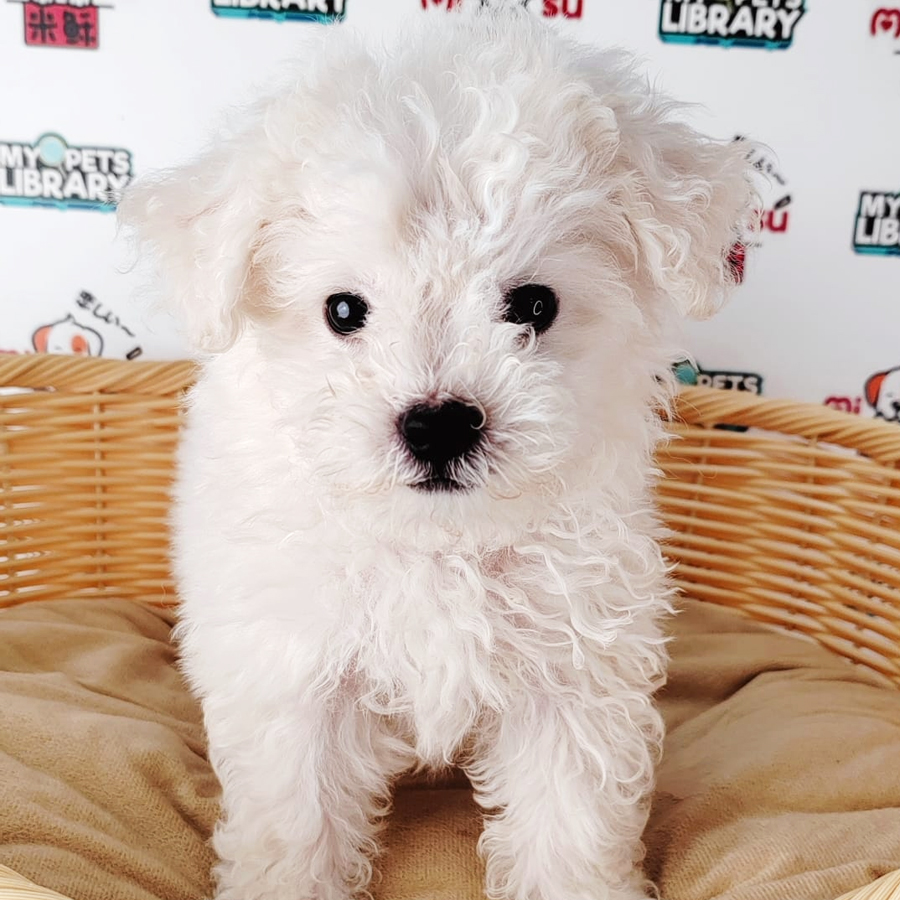 Bichon Frise Puppy (Male) For Sale