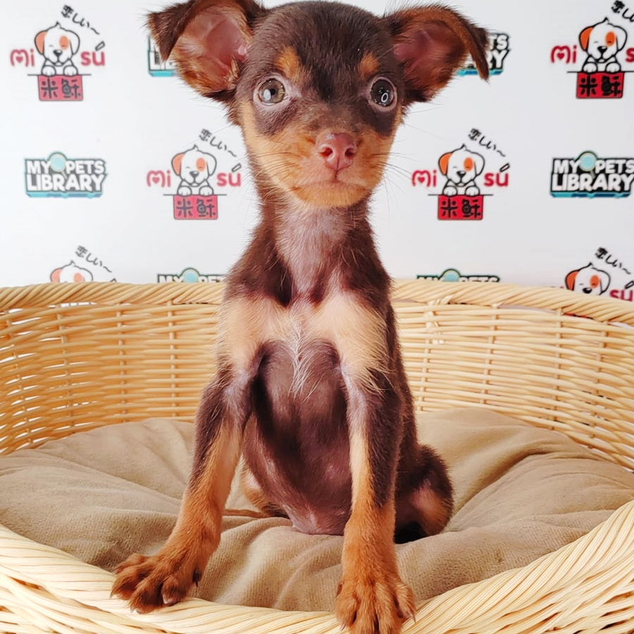 Pincher Puppy (Female) For Sale