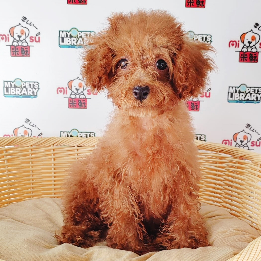 Toy Poodle Puppy (Female) For Sale