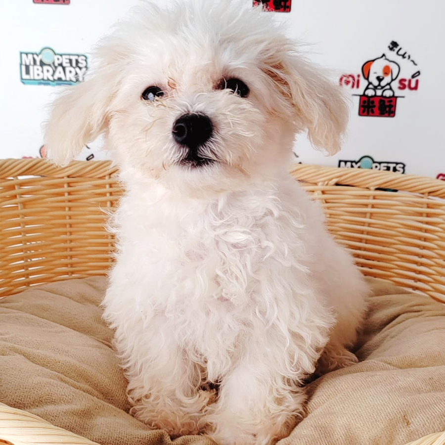Toy Poodle Puppy (Female) For Sale