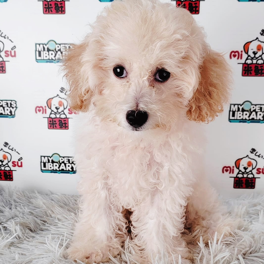 Tiny Poodle Puppy (Male) For Sale