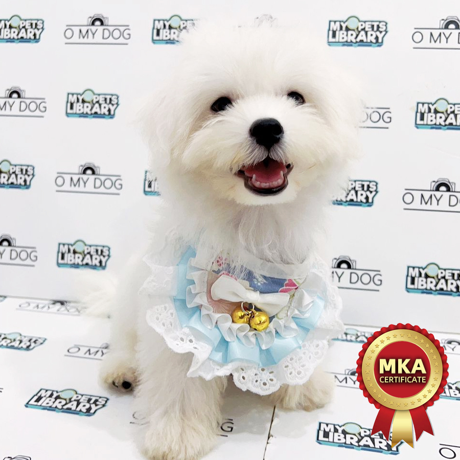 MKA Tiny Maltese Puppy (Male) For Sale