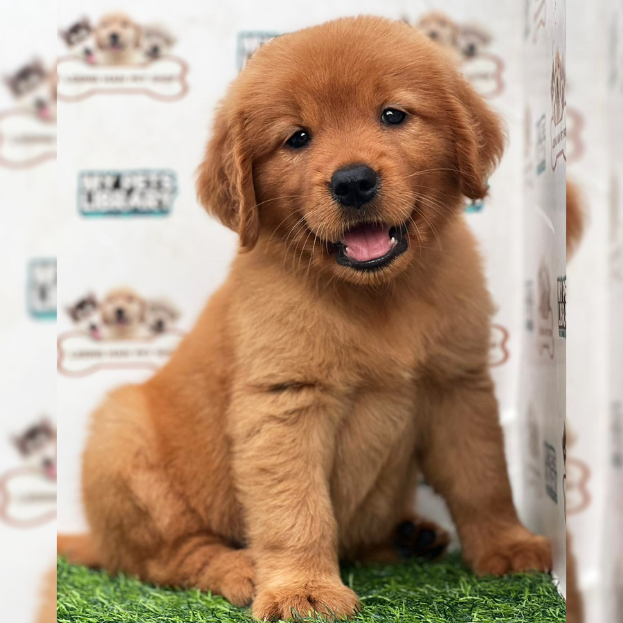 Golden Retriever Puppy (Female) For Sale
