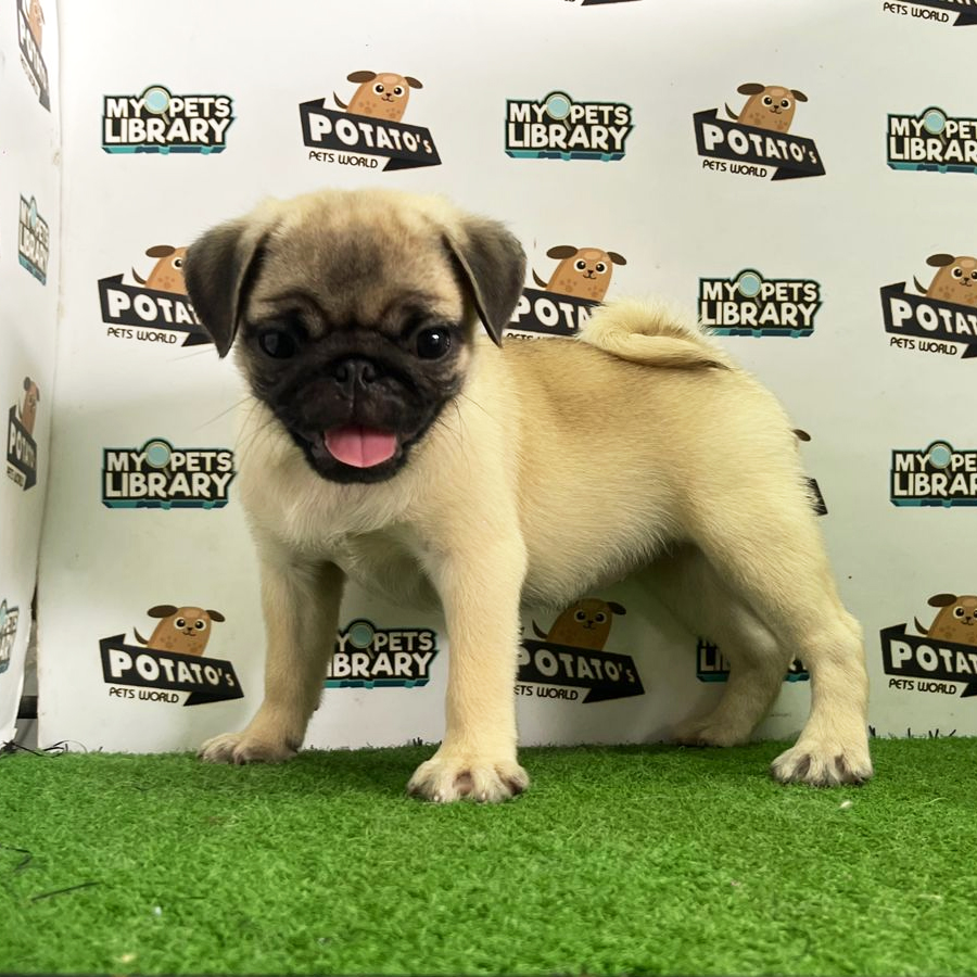 Pug Puppy (Female) For Sale
