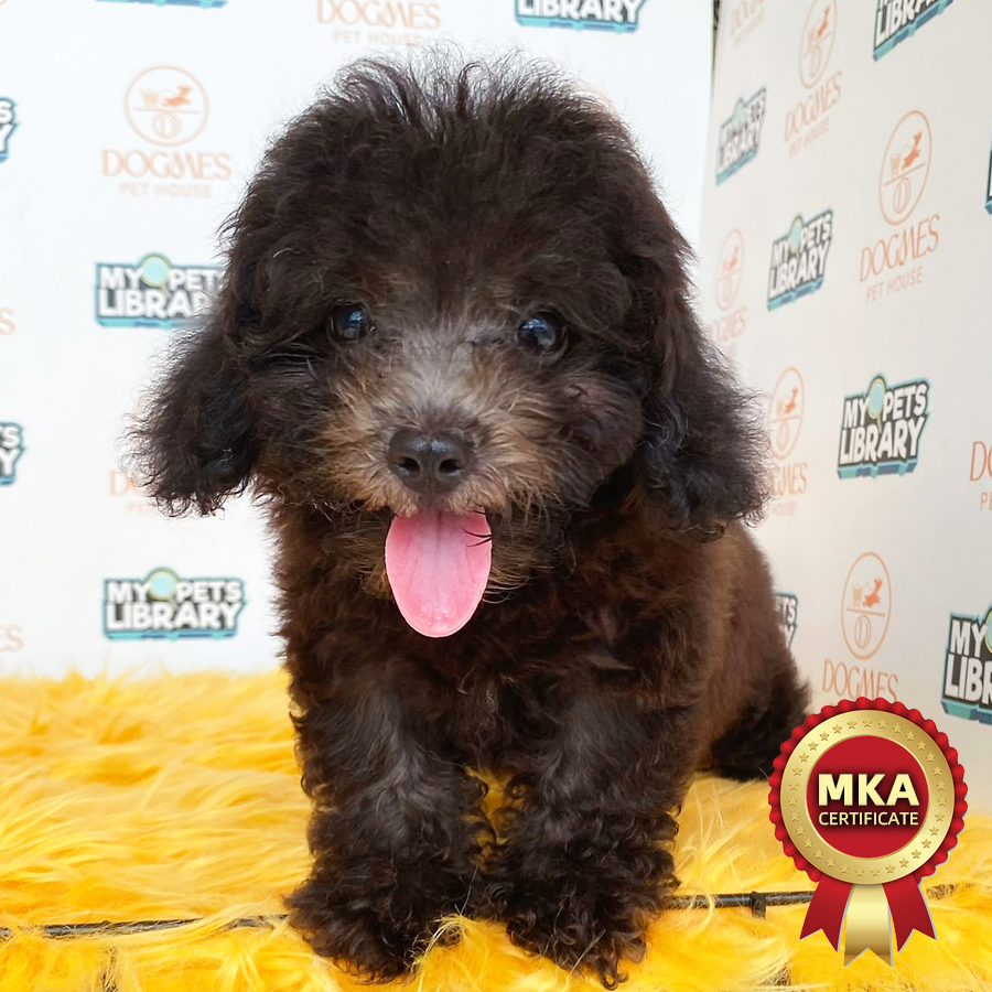 MKA Toy Poodle Puppy (Male) For Sale