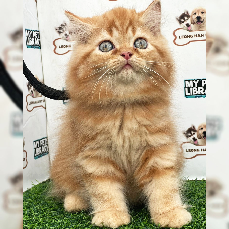 Persian Kitten (Male) For Sale