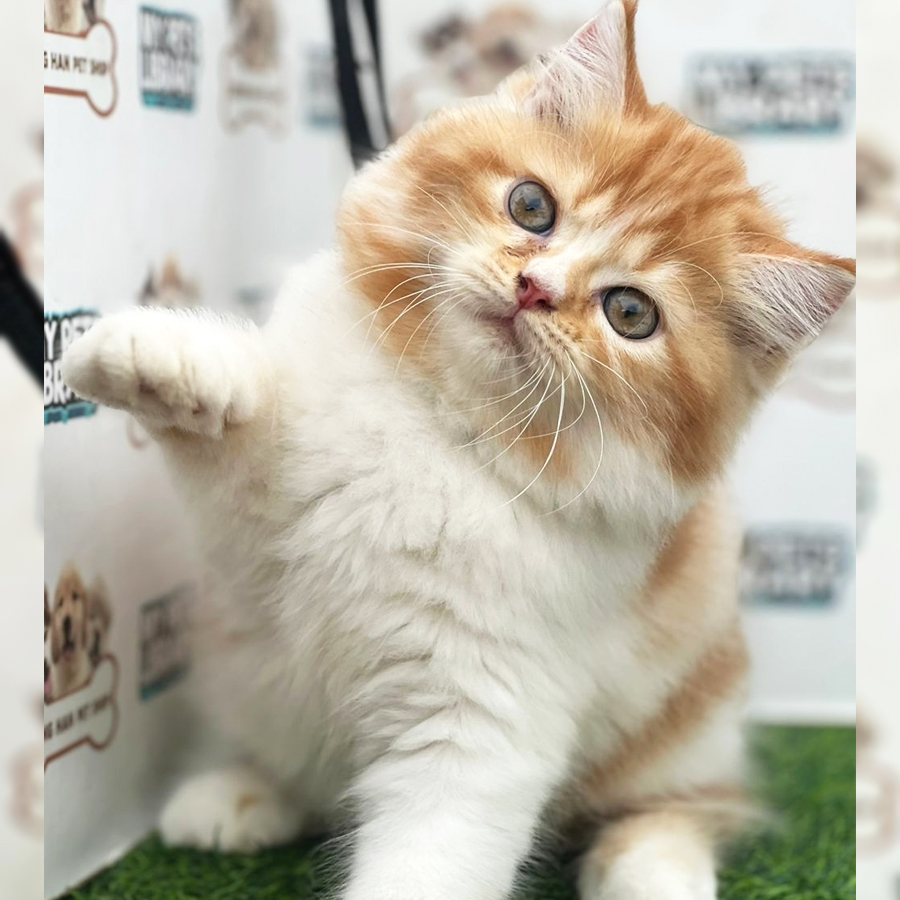 Persian Kitten (Female) For Sale