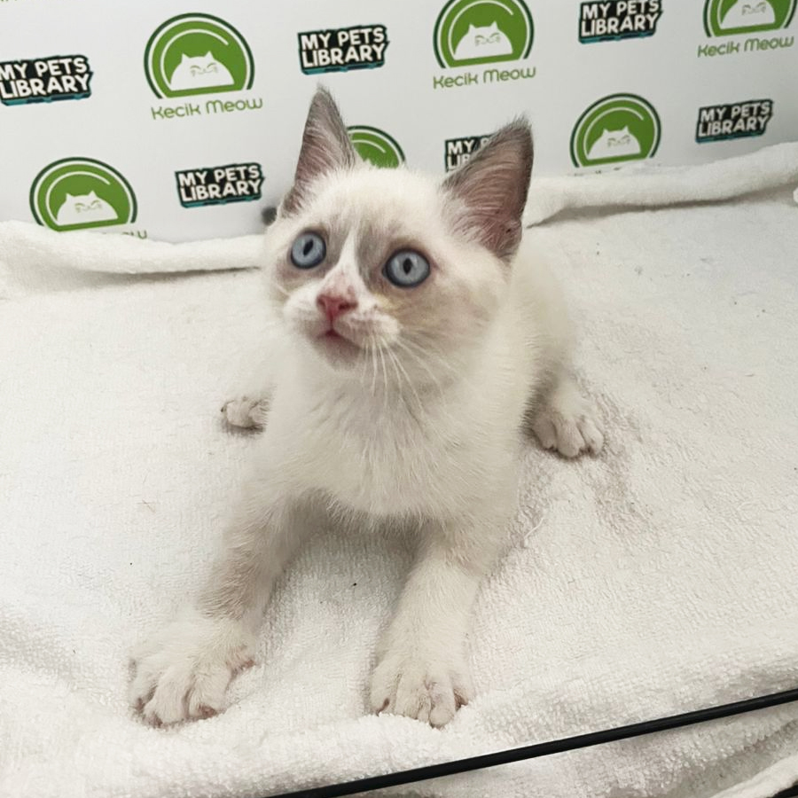 British Shorthair Kitten (Male) For Sale