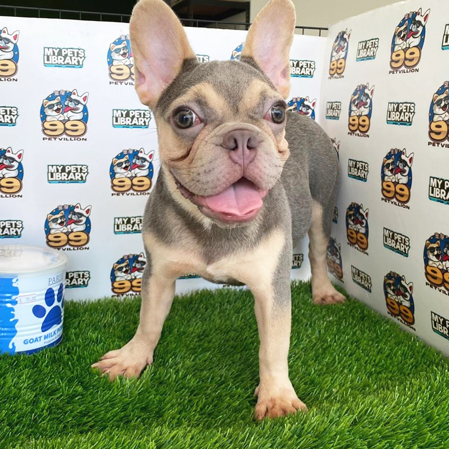 French Bulldog Puppy (Male) For Sale