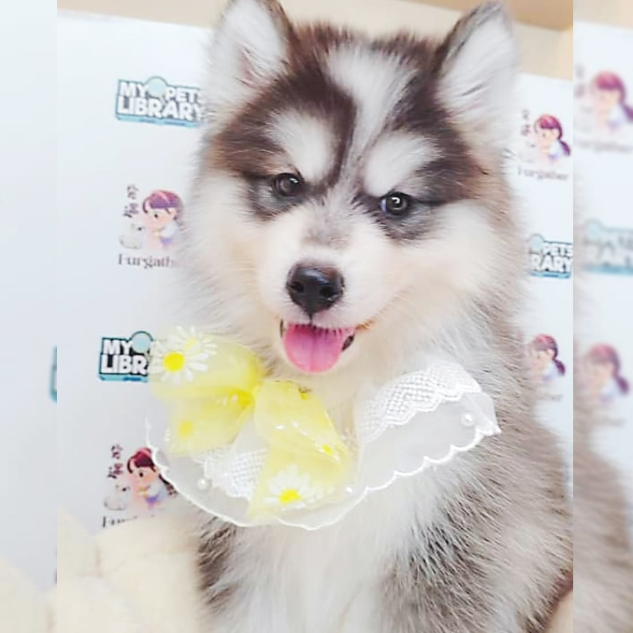 Wooly Husky Puppy (Male) For Sale