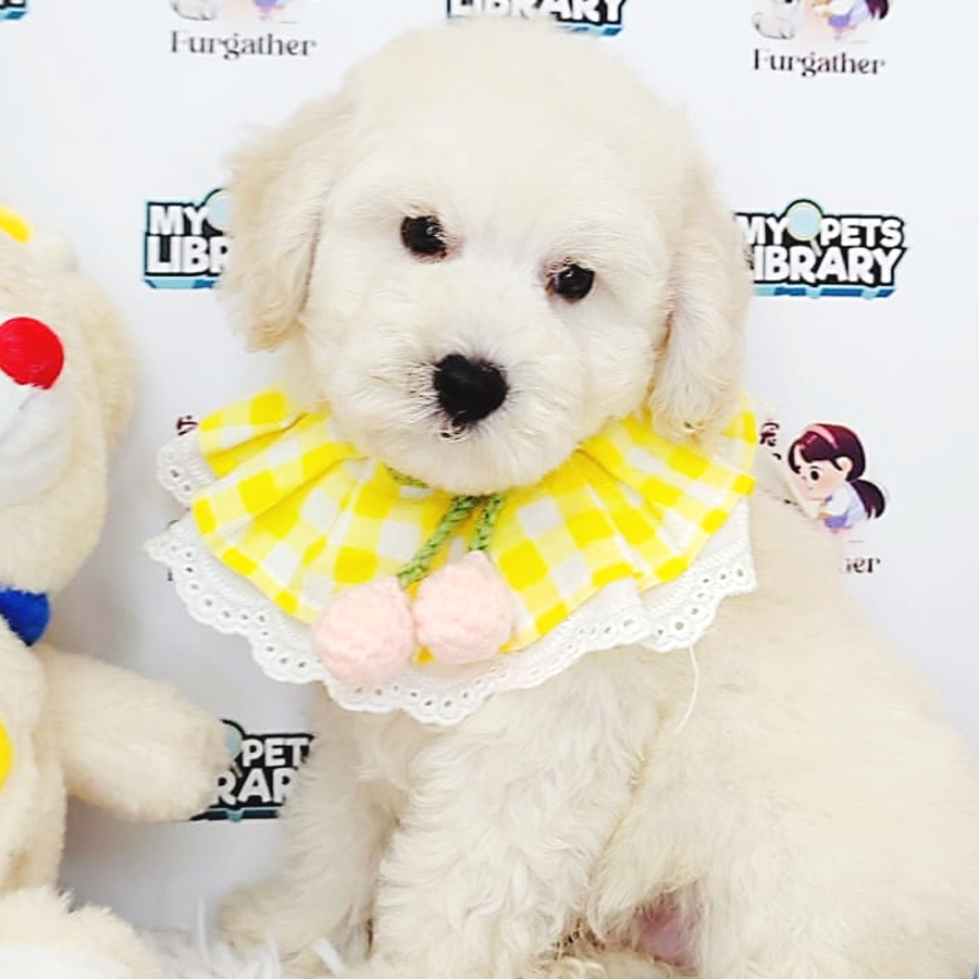 Toy Poodle Puppy (Male) For Sale
