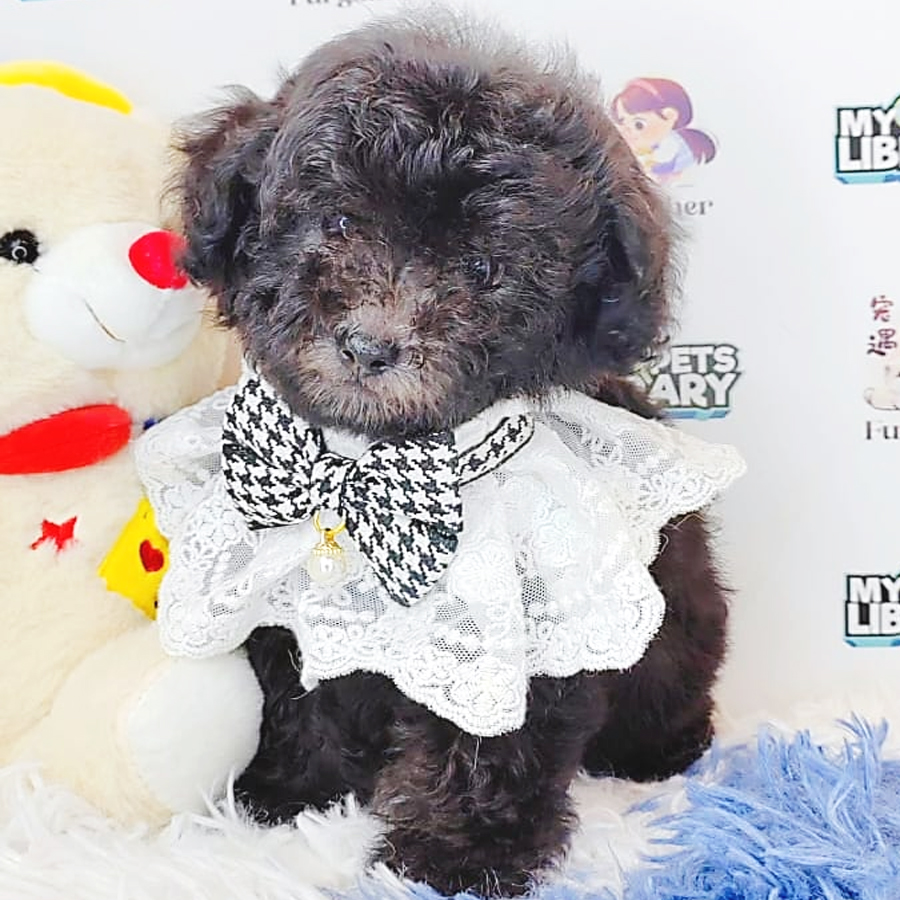Toy Poodle Puppy (Male) For Sale