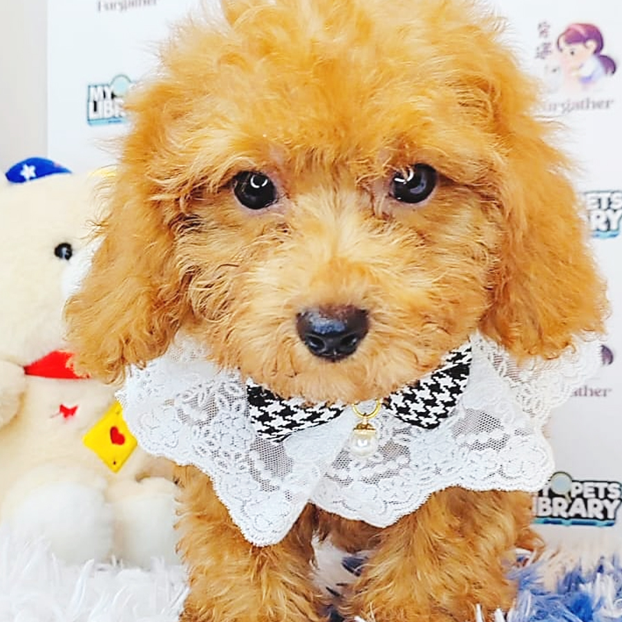 Toy Poodle Puppy (Male) For Sale