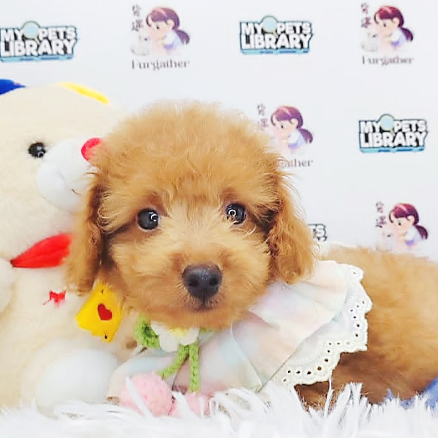 Toy Poodle Puppy (Male) For Sale
