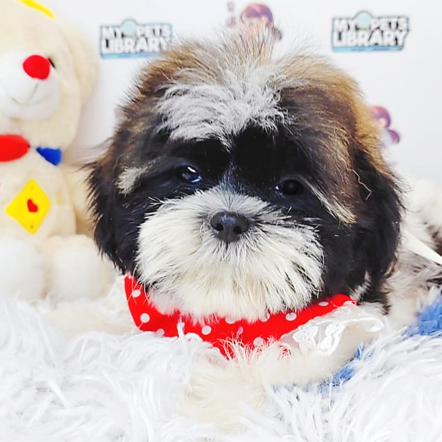 Shih Tzu Puppy (Male) For Sale