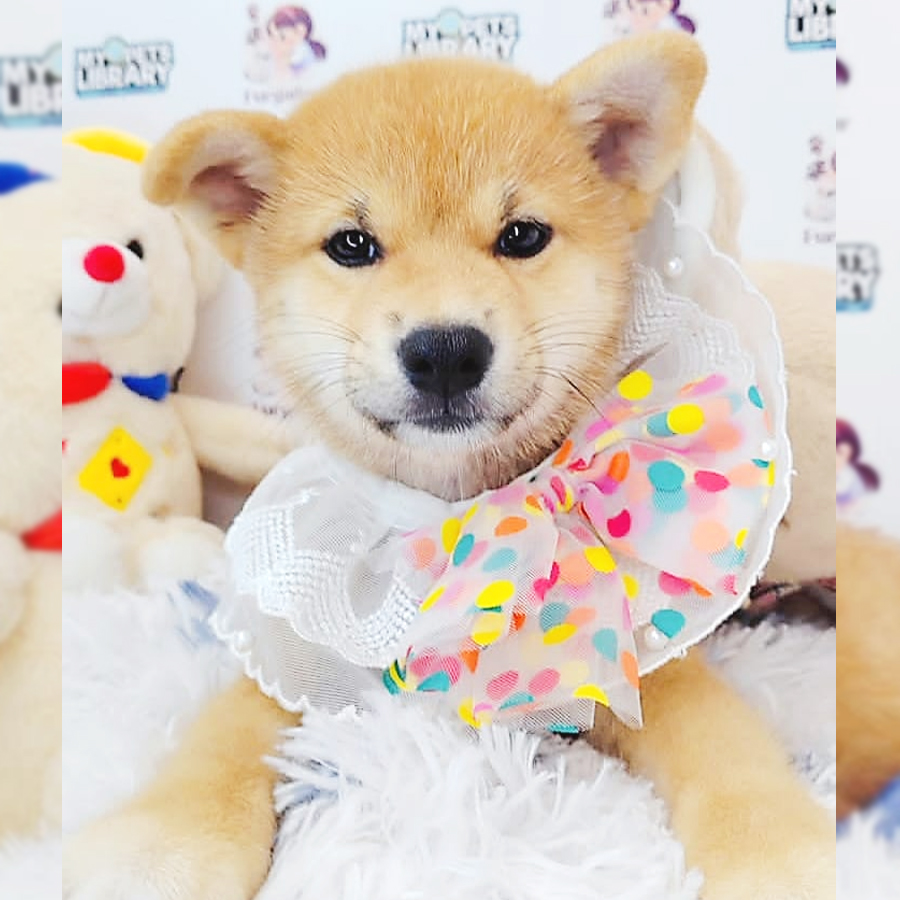 Shiba Inu Puppy (Female) For Sale