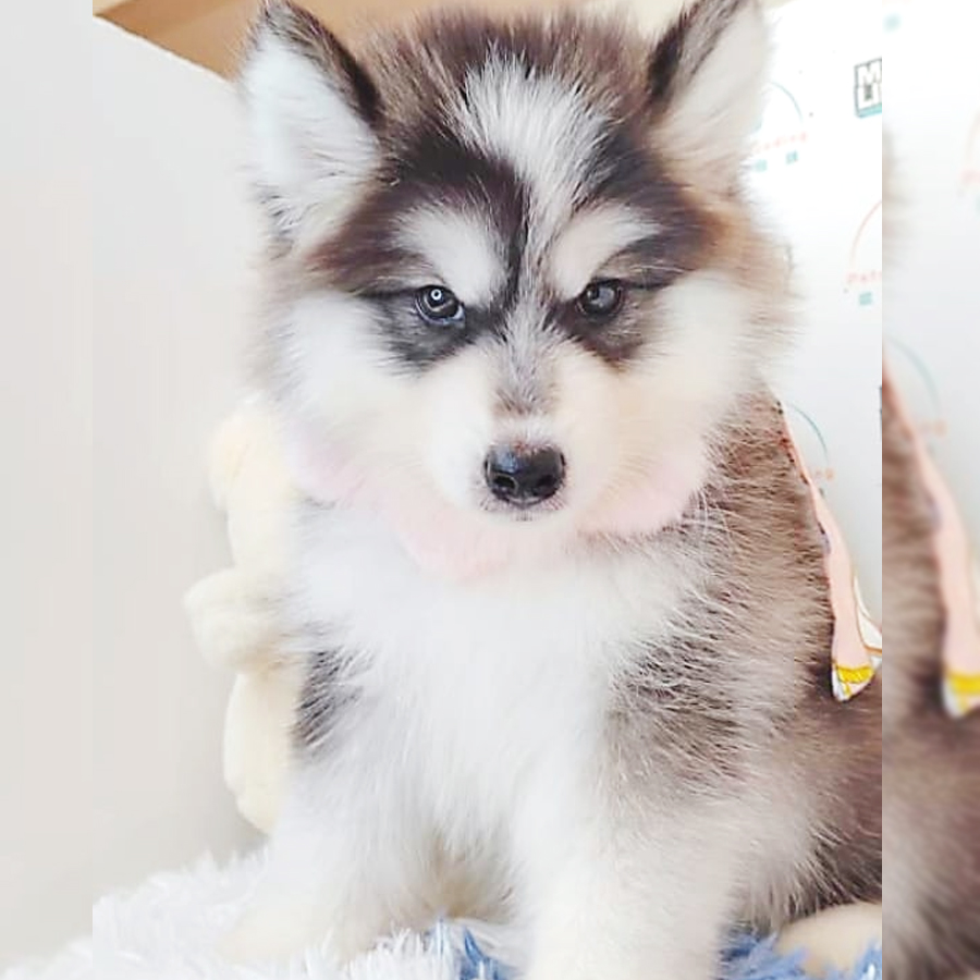 Wooly Husky Puppy (Male) For Sale