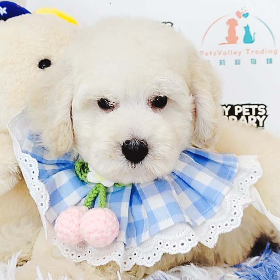 Tiny Poodle Puppy (Male) For Sale
