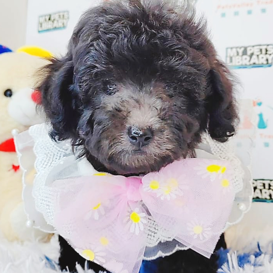 Toy Poodle Puppy (Male) For Sale