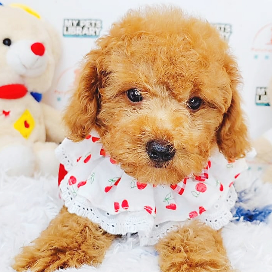 Toy Poodle Puppy (Male) For Sale