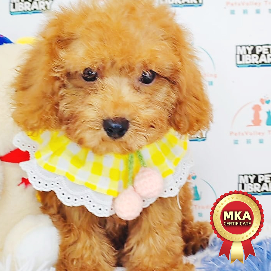 MKA Toy Poodle Puppy (Male) For Sale