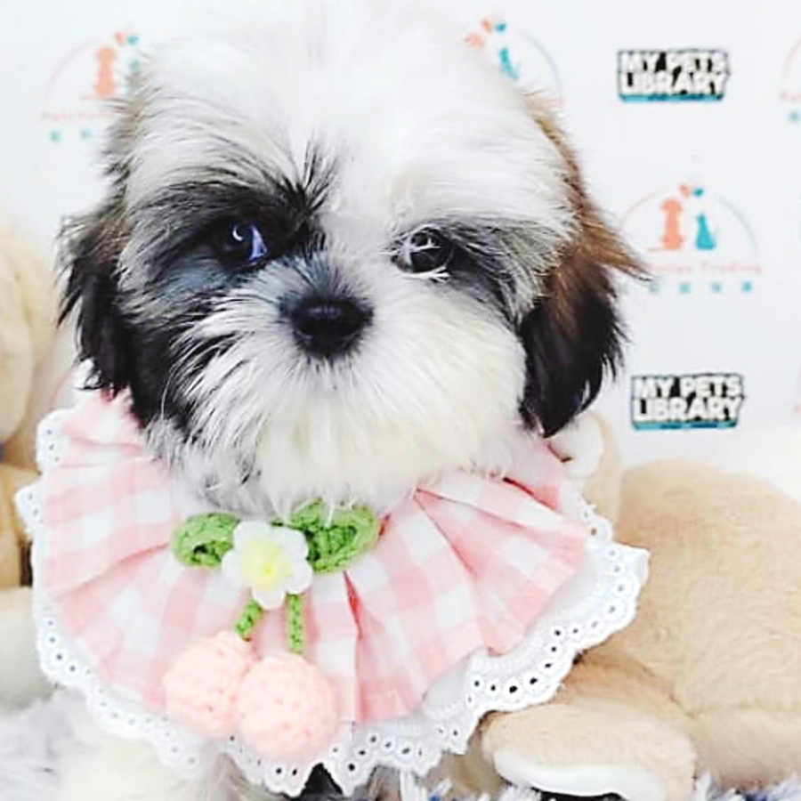 Shih Tzu Puppy (Female) For Sale