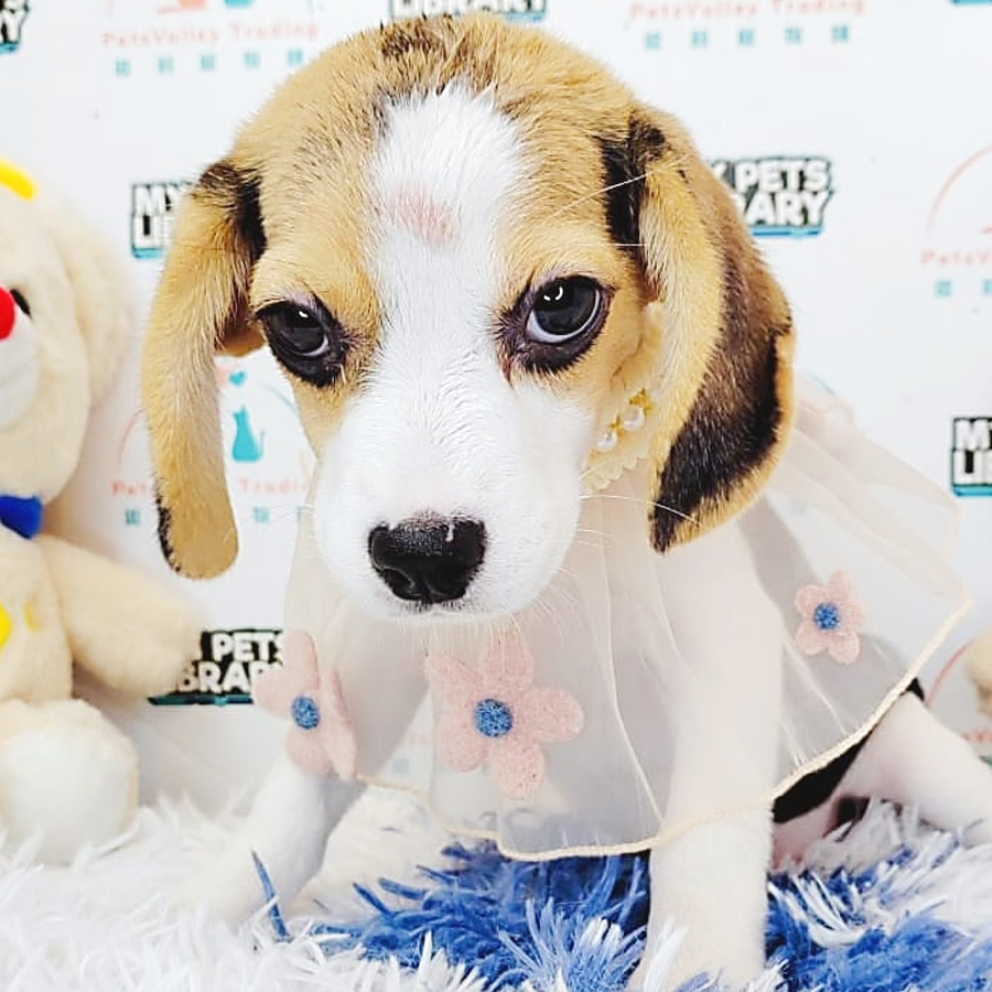 Beagle Puppy (Male) For Sale