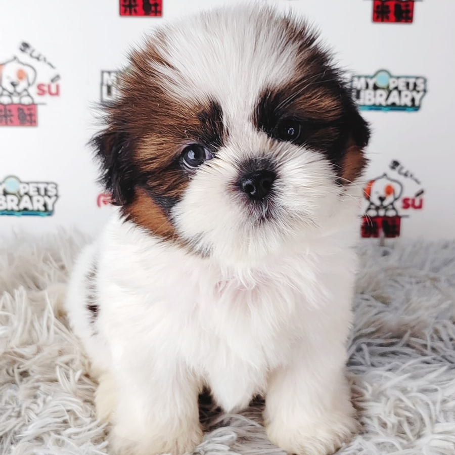 Shih Tzu Puppy (Female) For Sale