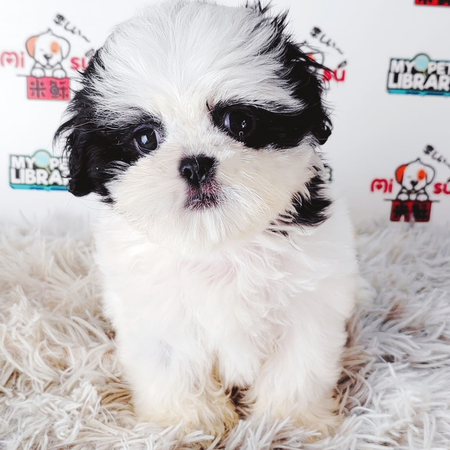 Shih Tzu Puppy (Female) For Sale